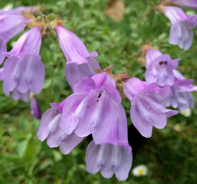 Penstemon 'Amethyst' 